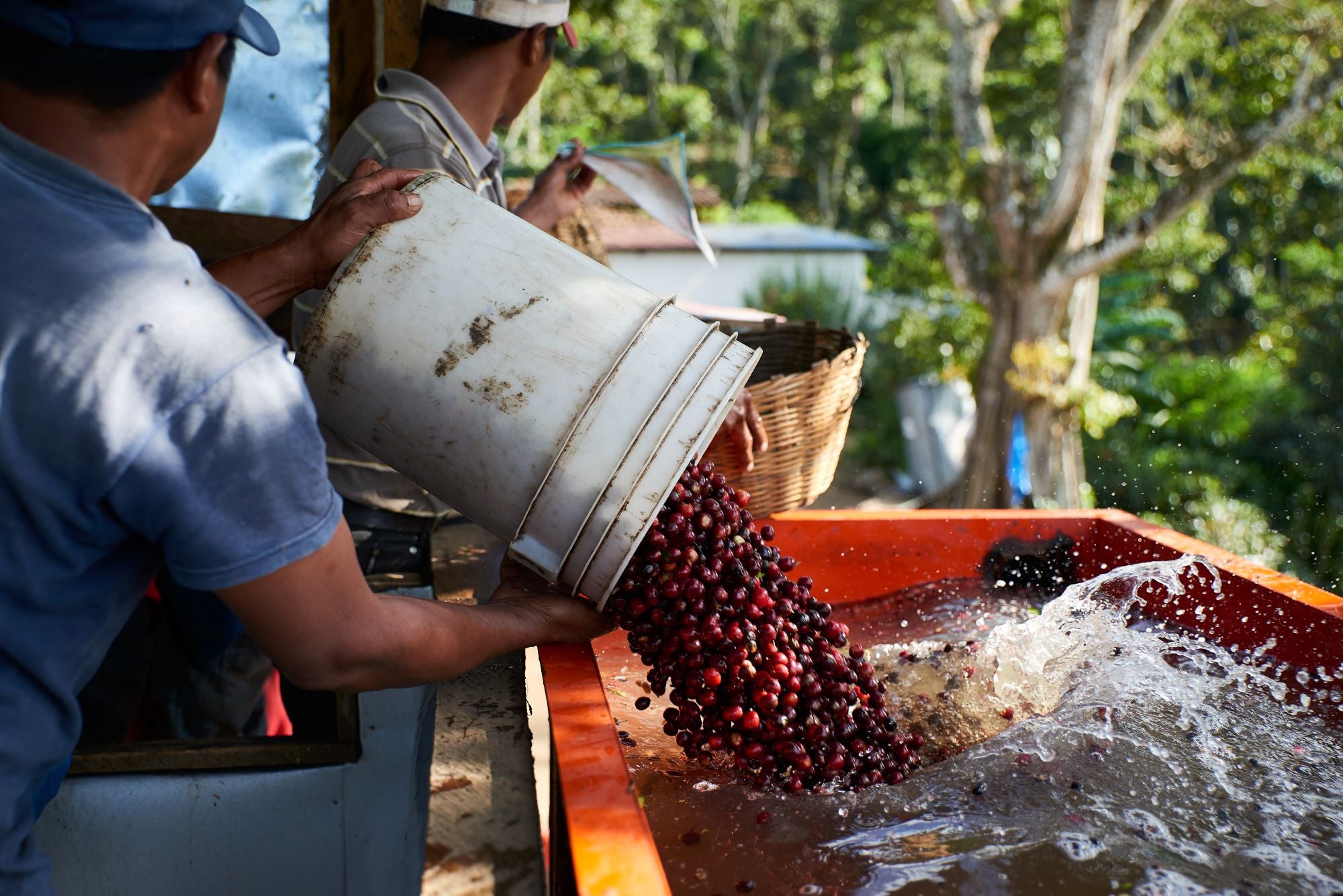 Cafetos De Segovia, Nicaragua, coffee farm, men emptying red coffee cherries into the water mill