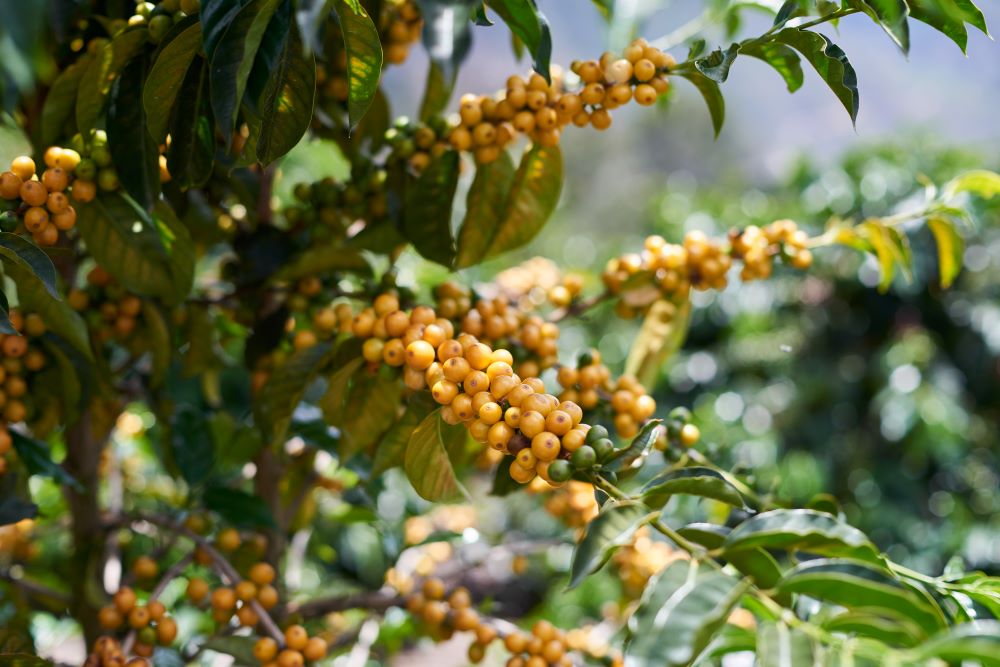 yellow coffee cherries on branches, Ecuador, coffee