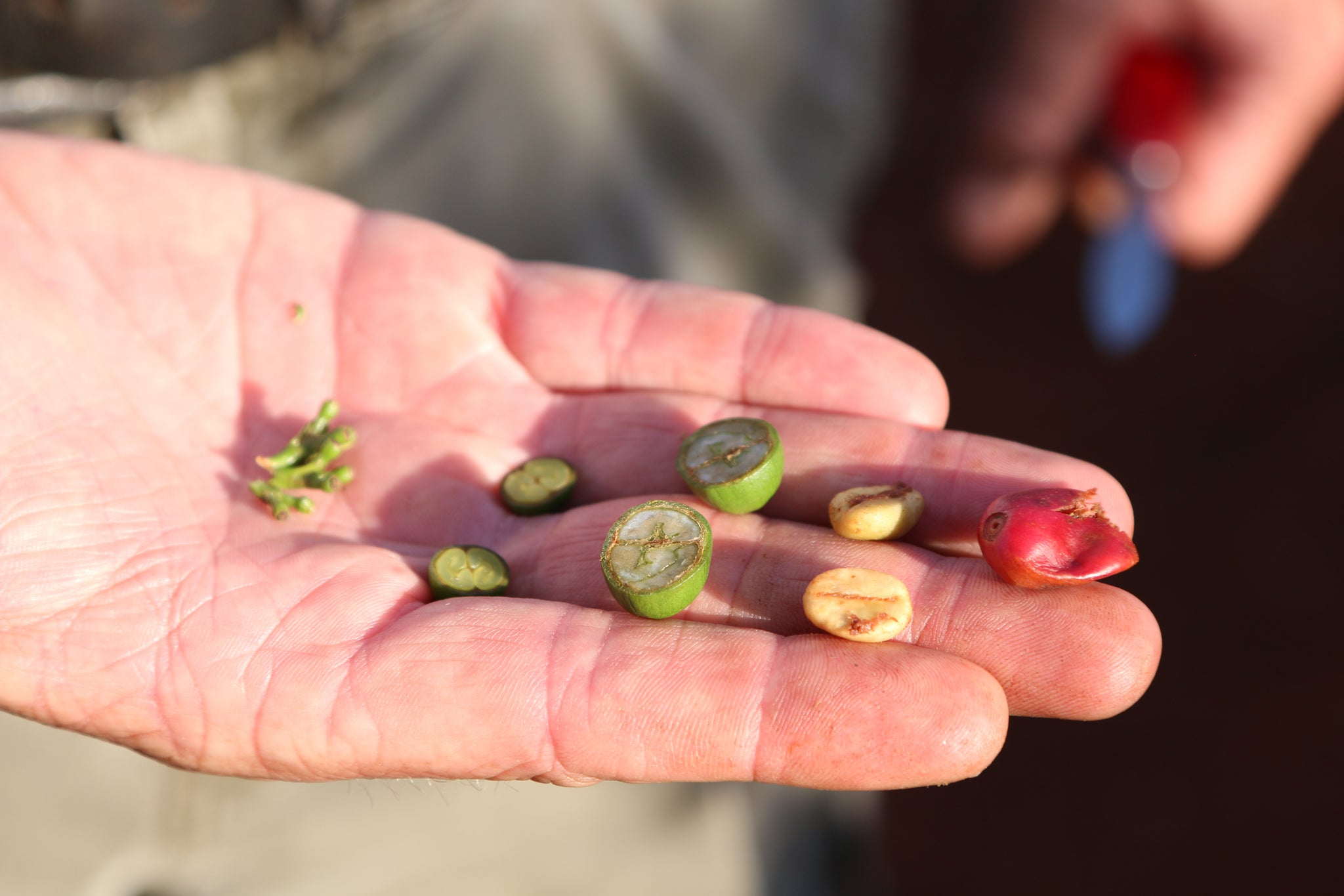 Kenya coffee grading 