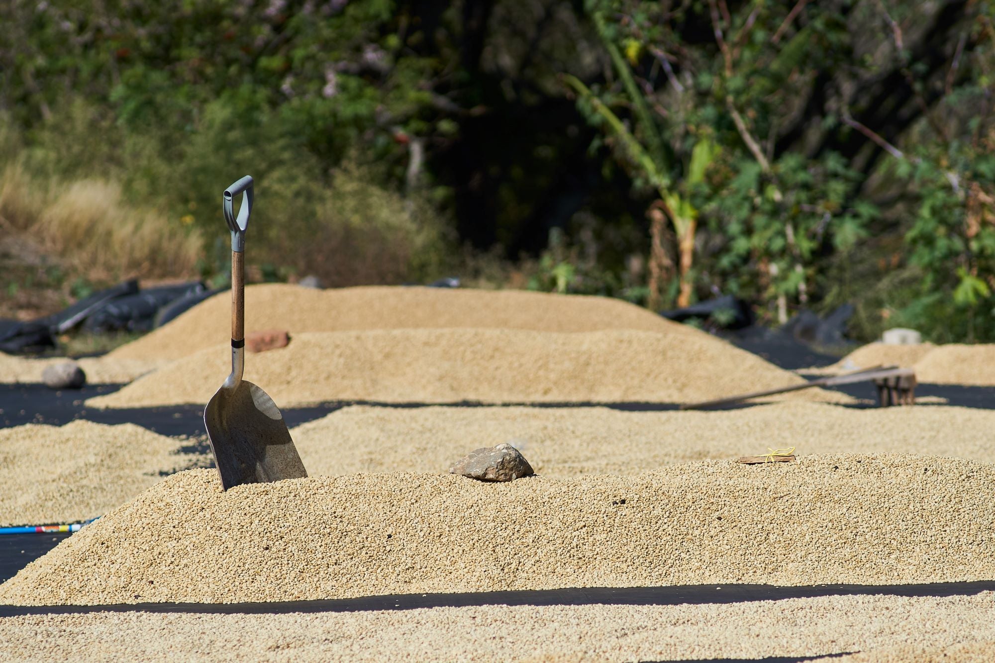 Cafetos De Segovia, Nicraguan coffee farm, coffee beans drying, green trees in the background