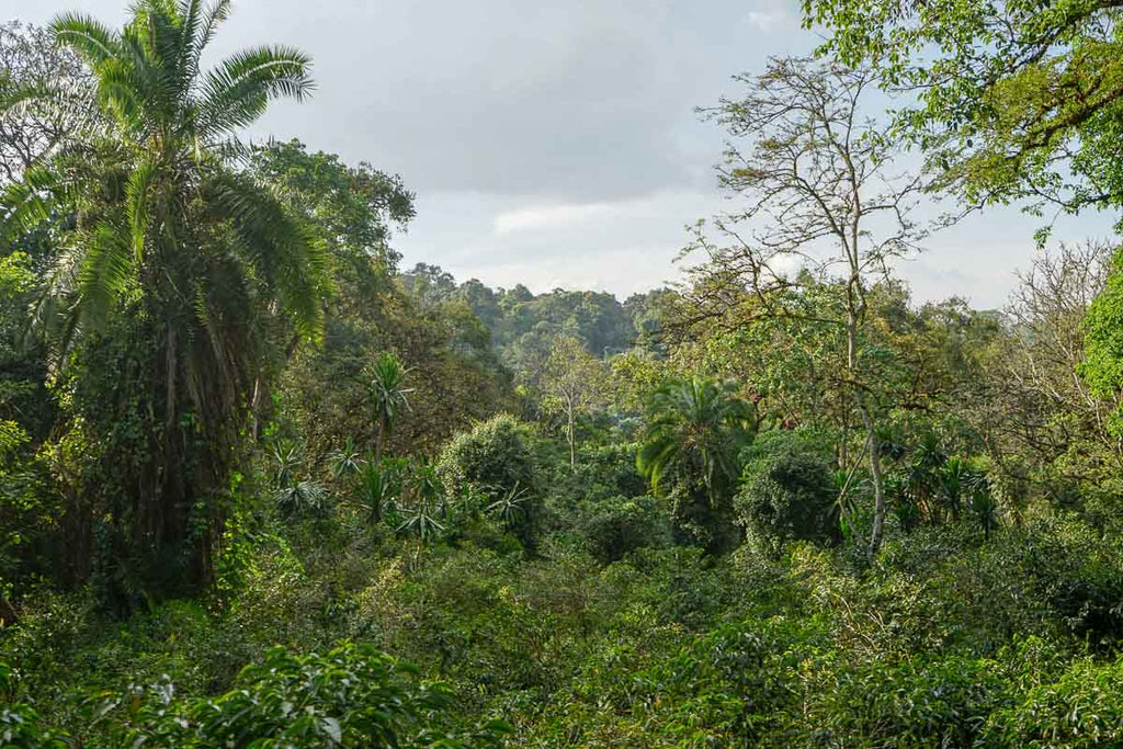 Kaffa forest, foliage, greenery, trees, palm trees, coffee trees, coffee farm, Ethiopia