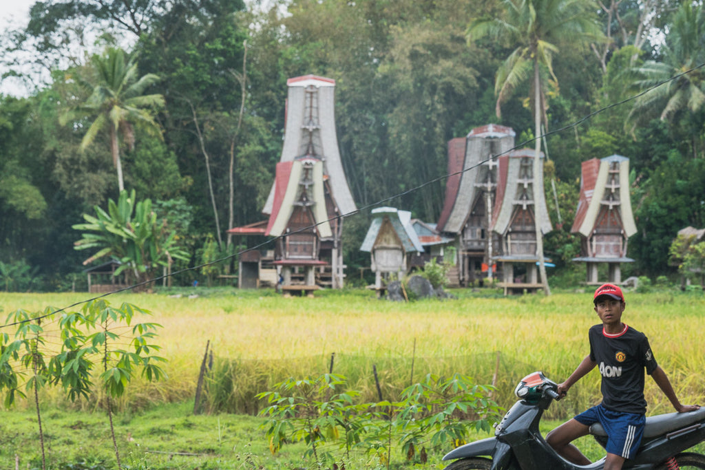 SULAWESI COFFEE TRADITIONAL HOUSES TORAJA