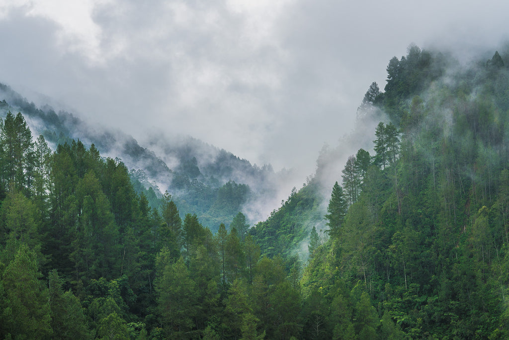 SULAWESI HIGHLANDS - COFFEE