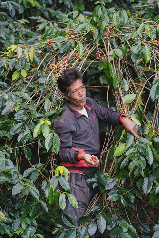 SULAWESI COFFEE FARMER PICKING COFFEE