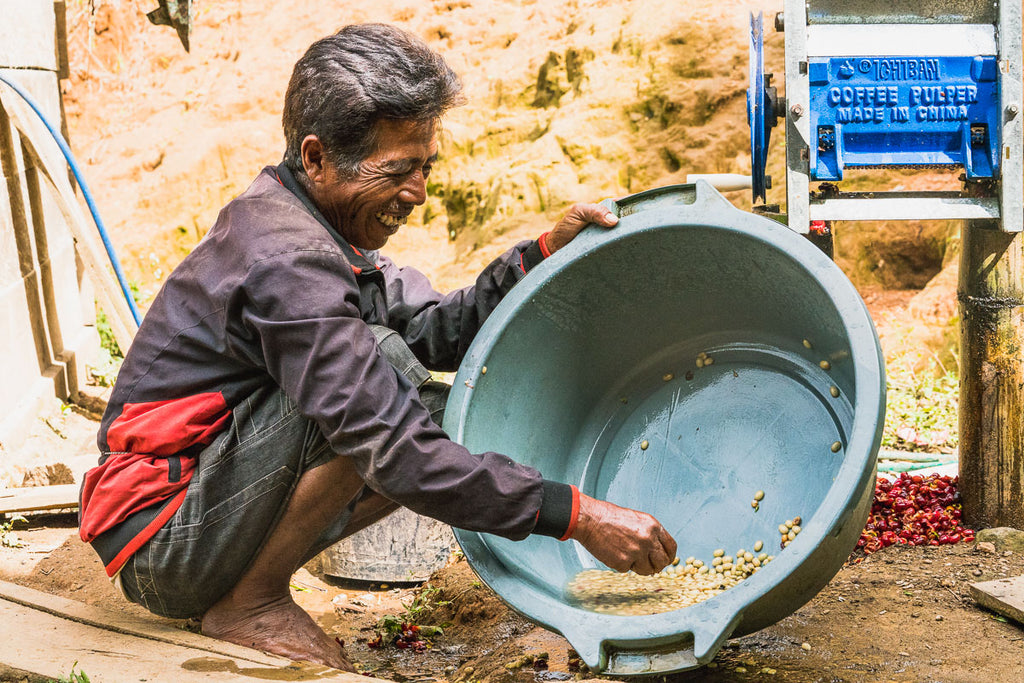 SULAWESI COFFEE PRODUCER 