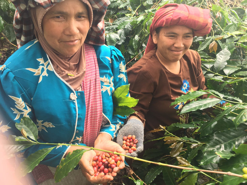 sumatra coffee beans women producers coffee farmers