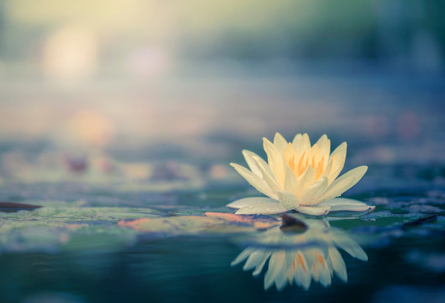 Que signifie la Fleur de Lotus ?