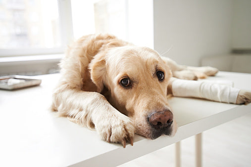 a weakly assembled modern dog crate can physically injure dogs