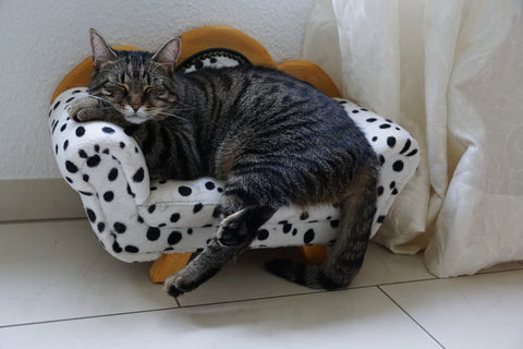 Cat lying on a pet lounger