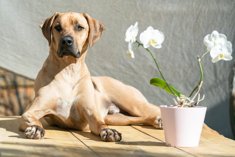 Did you know that orchids don’t just look nice but they are also pet friendly flowers