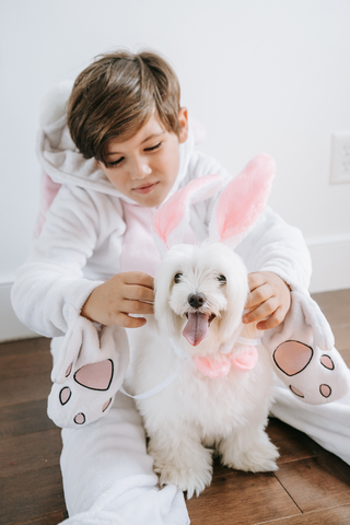 Make an Easter egg hunt for dogs as a way to socialize puppies