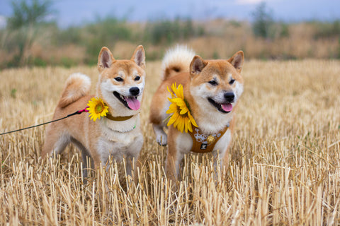 Sunflowers are one of the most pet-friendly flowers to add to your home