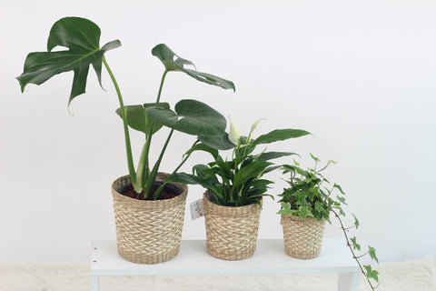 Green houseplants