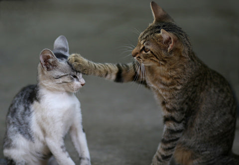 Two playful cats playing together