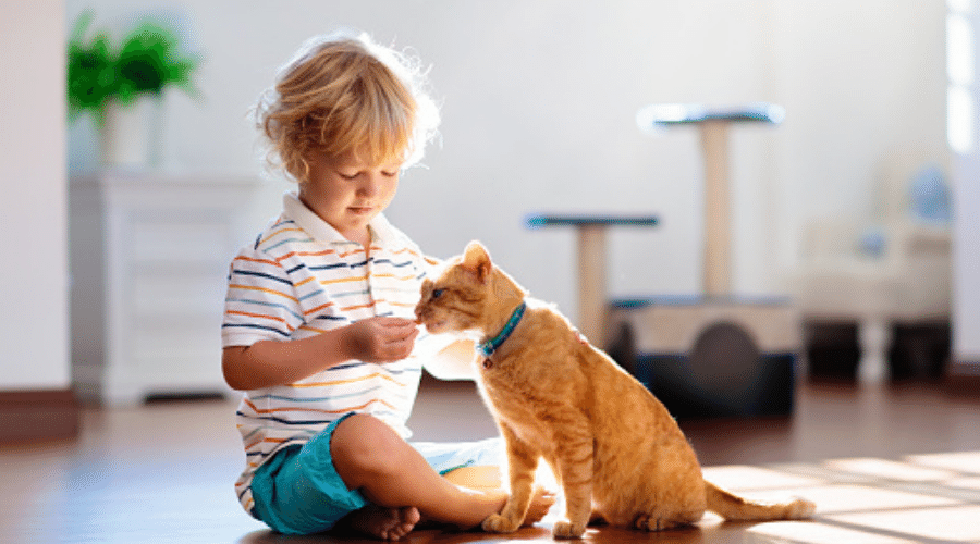 young boy showing kindness to a cat