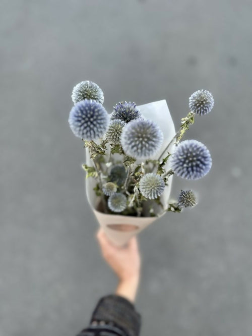 Echinops