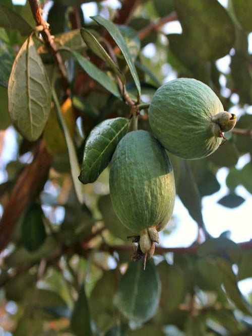 Feijoa