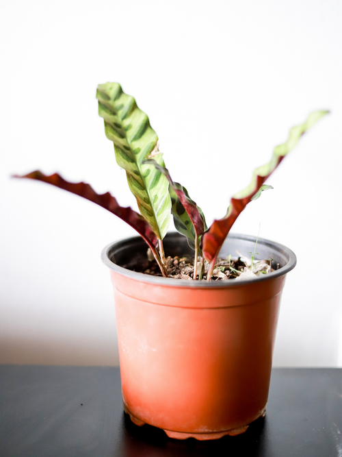 Lola (Calathea Lancifolia)