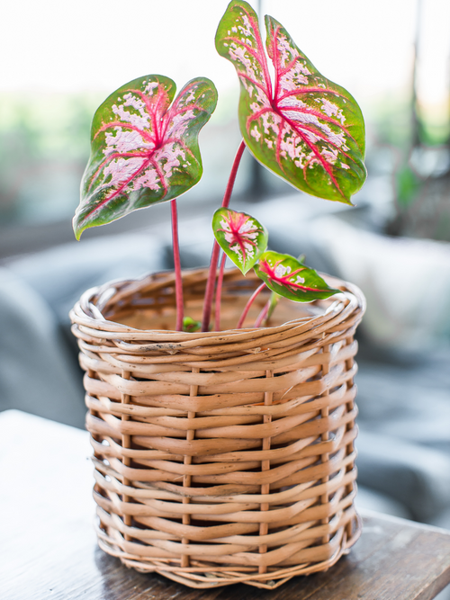 Chiara (Caladium Postman Joyner)