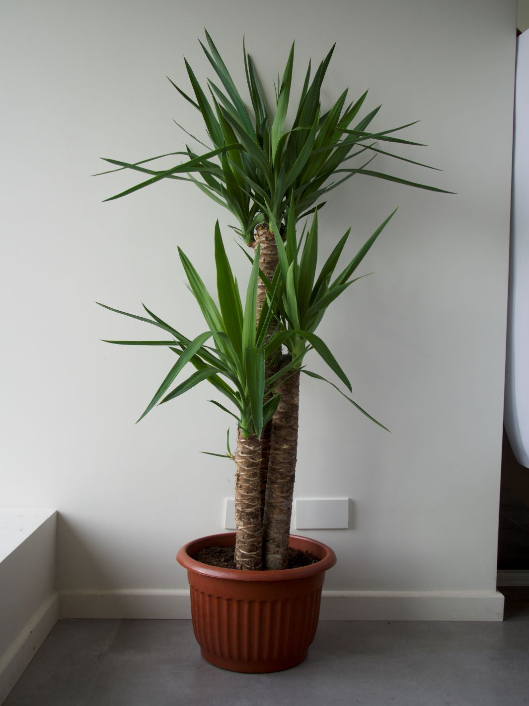 Yolanda XL (Yucca) | PlantMe Chile