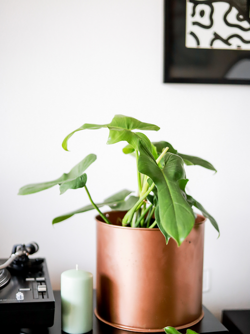 Pancho (Philodendron Bipennifolium)