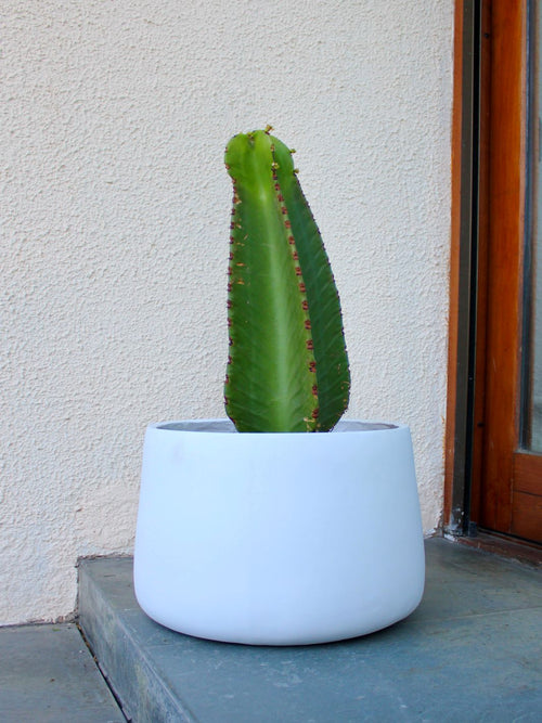 Cactus Euphorbia L