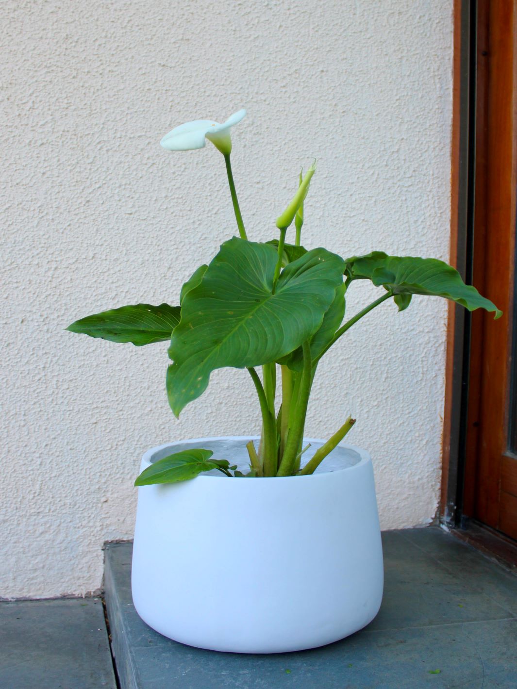 Cala (Zantedeschia Aethiopica) XL | PlantMe Chile