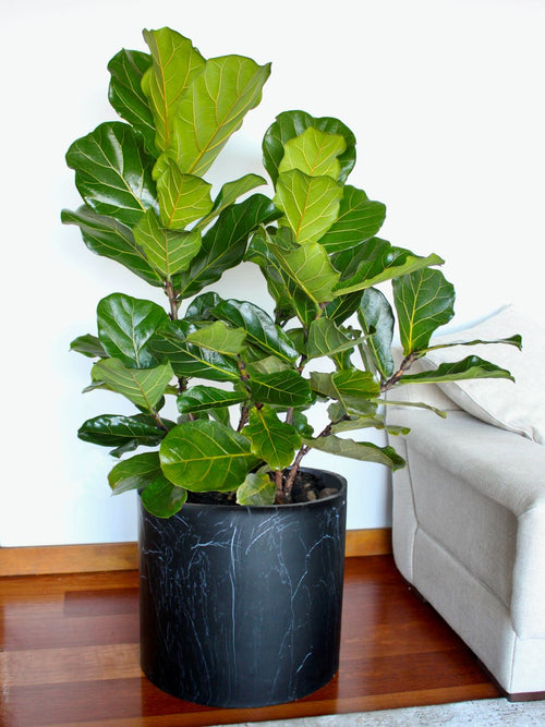 Fidel XXL (Ficus Lyrata)