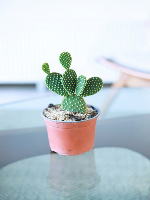 Mickey Mouse (Cactus)