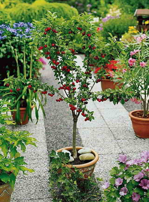 Cerezo (Prunus Avium)