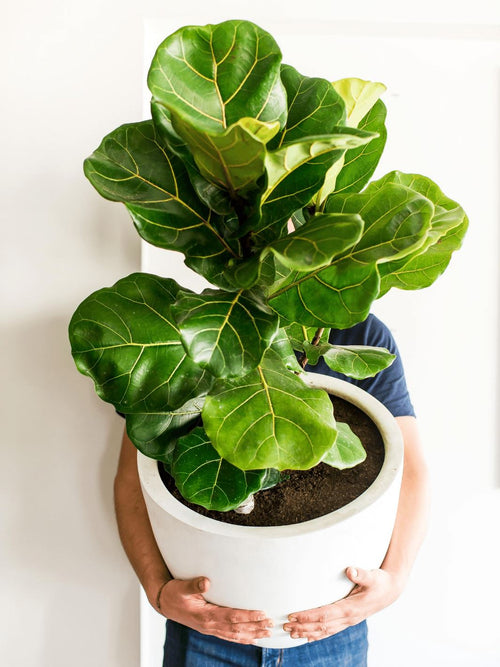 Fidel (Ficus Lyrata)