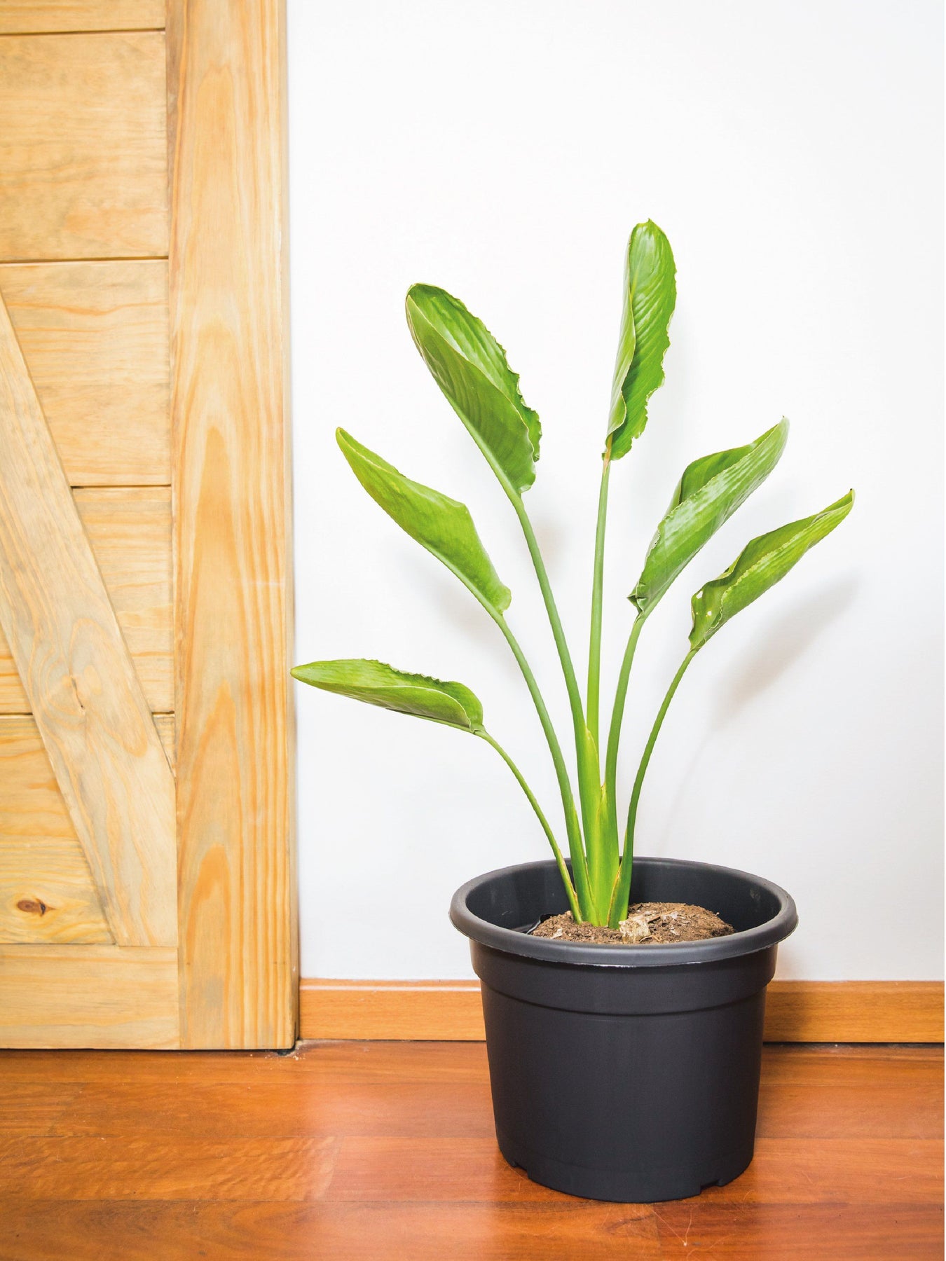 Flor Del Pájaro (Strelitzia Reginae) | PlantMe Chile