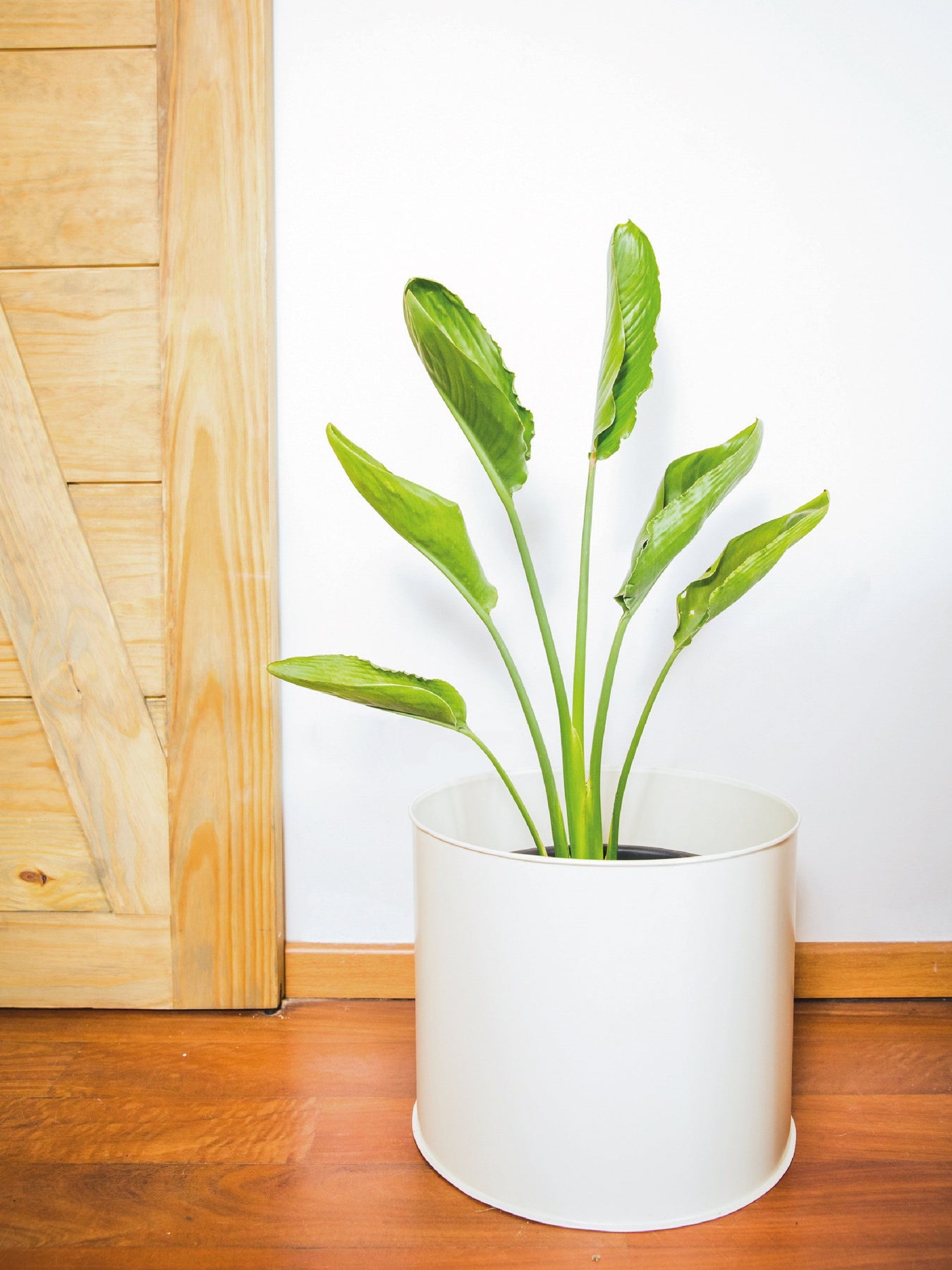 Flor Del Pájaro (Strelitzia Reginae) | PlantMe Chile