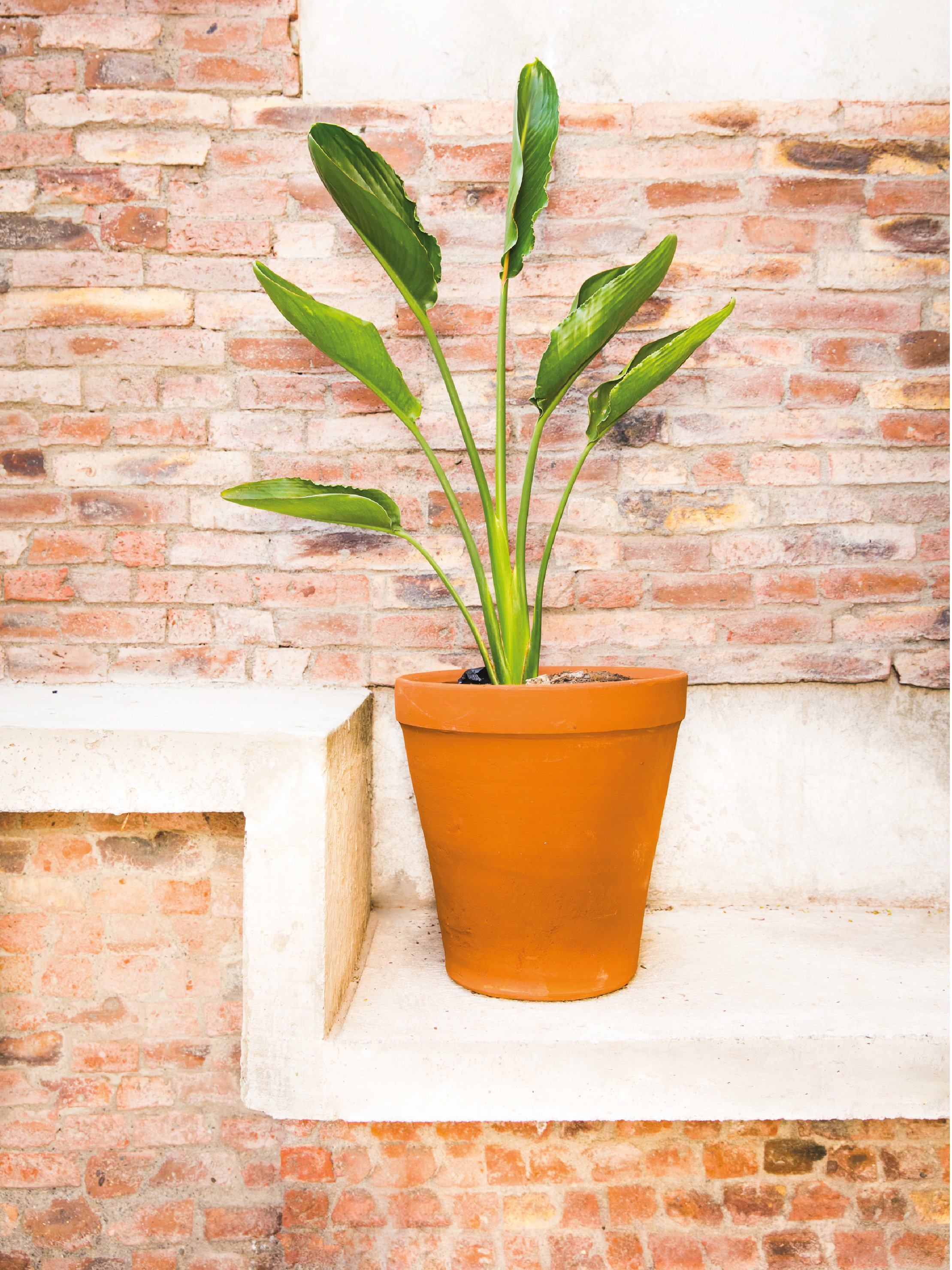 Flor Del Pájaro (Strelitzia Reginae) | PlantMe Chile