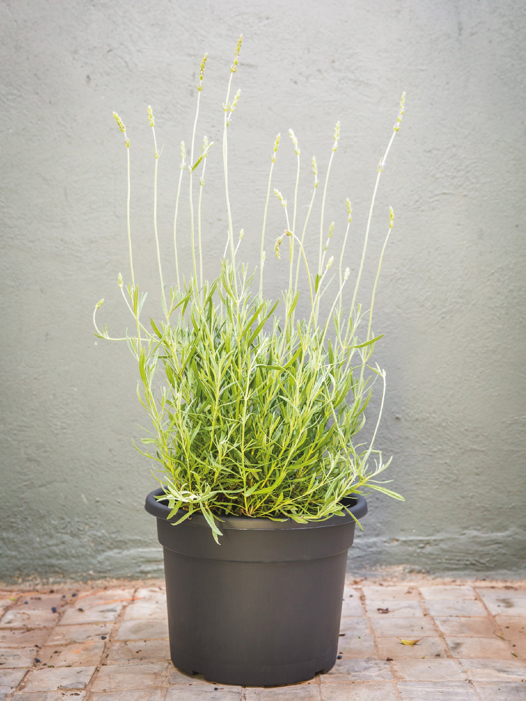 Laura (Lavanda) | PlantMe Chile