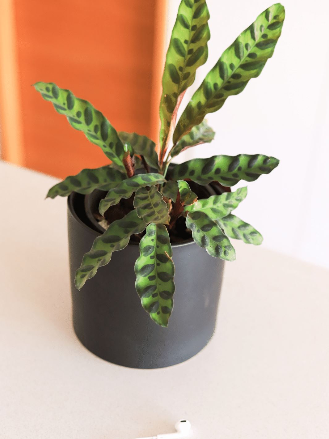 Lola (Calathea Lancifolia) | PlantMe Chile