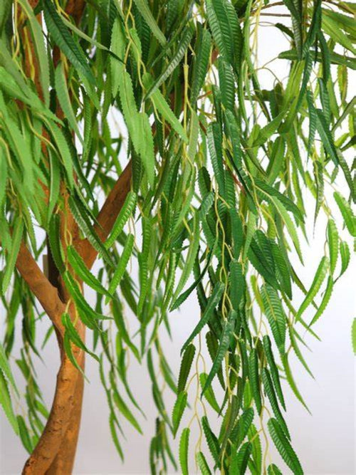 Sauce Chileno (Salix humboldtiana)