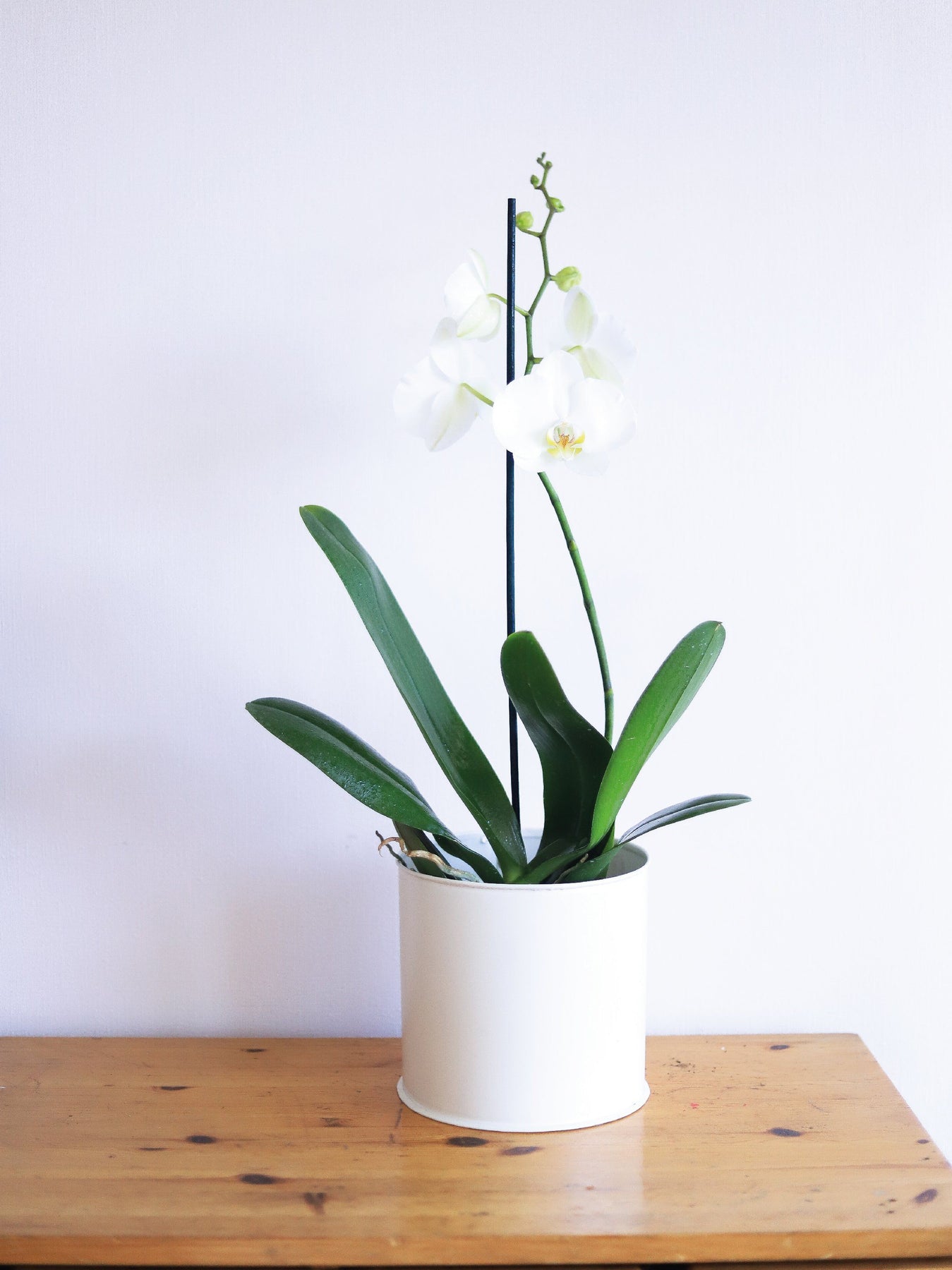 Úrsula Blanca (Orquídea grande) | PlantMe Chile