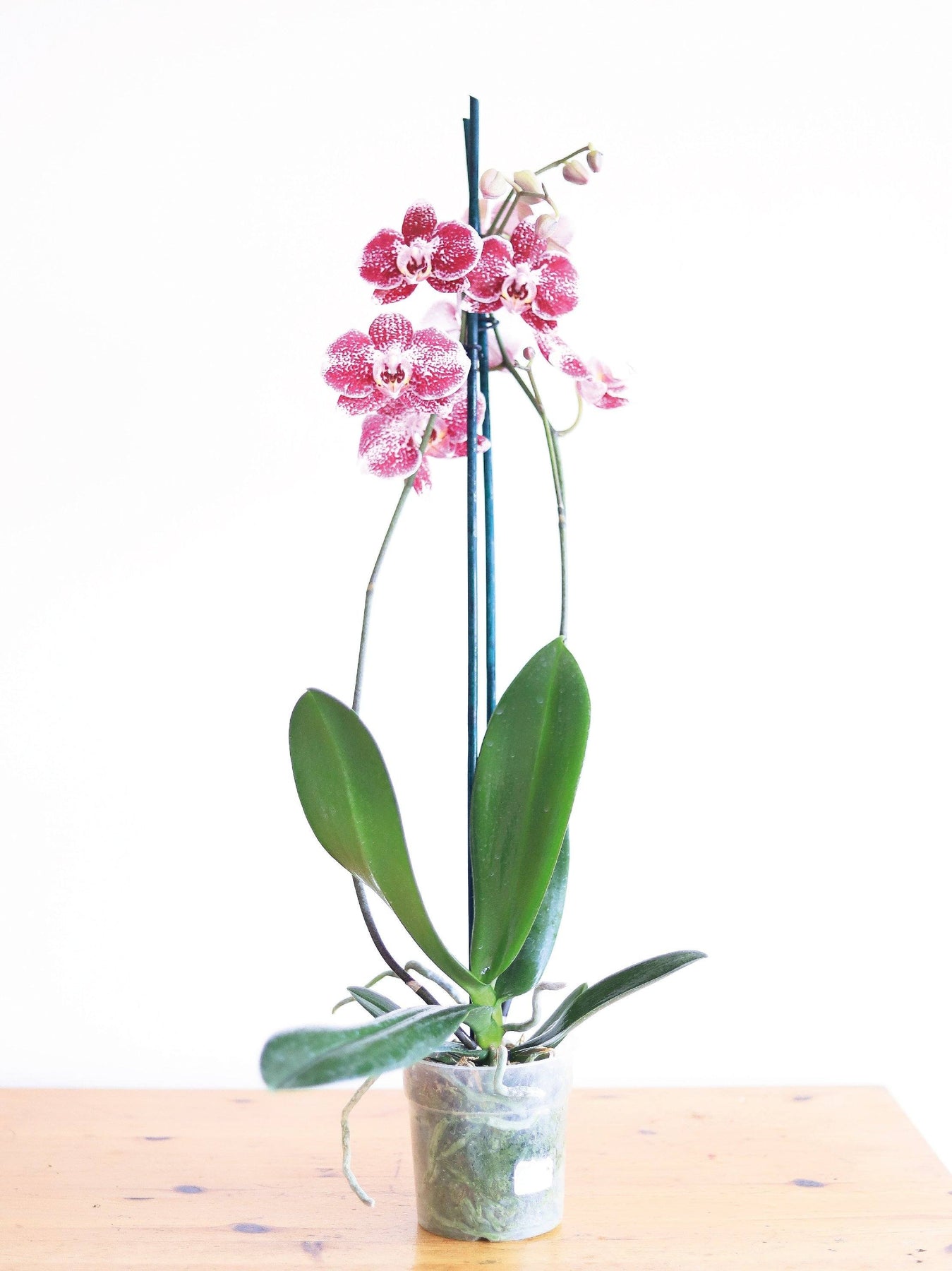 Úrsula Rosada (Orquídea grande) | PlantMe Chile