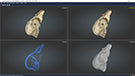 SOL Bird skull 3D scanned different examples