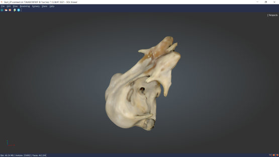 SOL Bird skull Normal 2 passes shaded 3D scanning