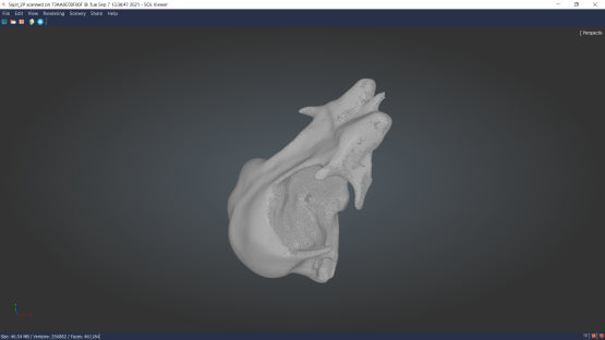 SOL Bird skull Normal 2P wireframe 3D scanning