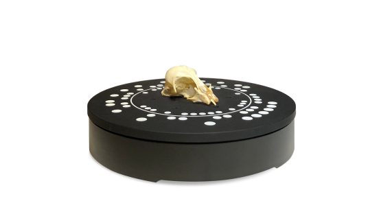 Turntable Skull no bg for 3D scanning