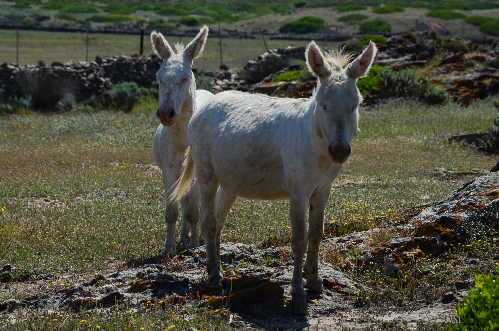 visita l'Asinara con una guida ufficiale del Parco Nazionale dell'Asinara Sardegna