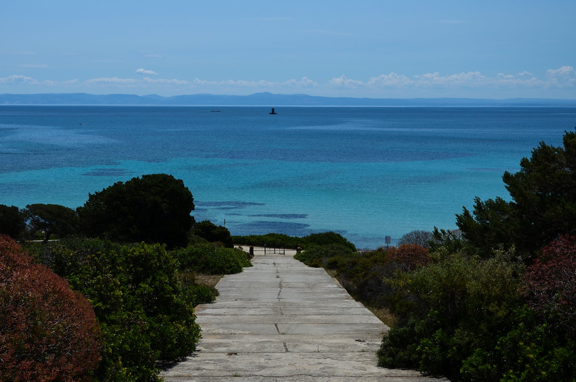 vacanze in Sardegna visitare l'Asinara asinelli bianchi