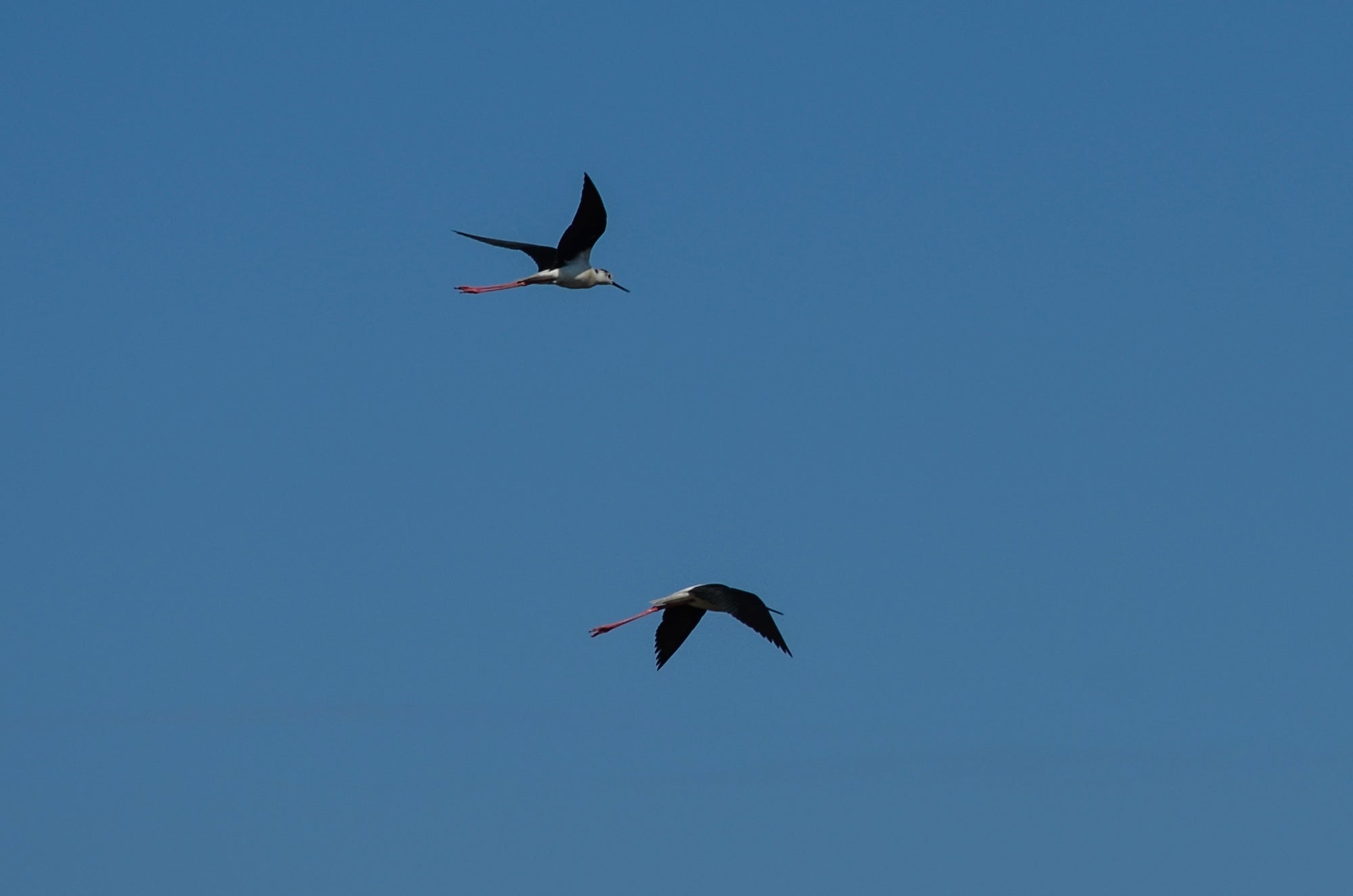 uccelli migratori nidificano in Sardegna