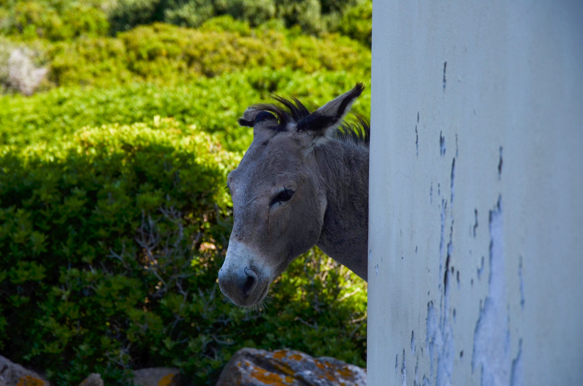 asinelli dell'Asinara