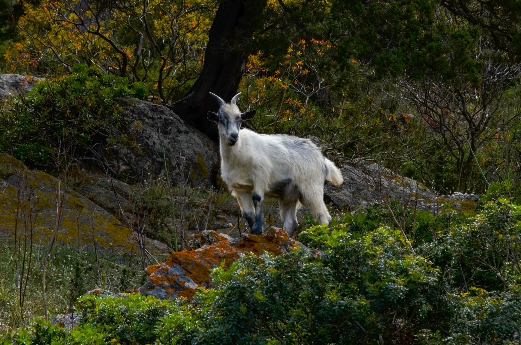 animali selvatici in Sardegna