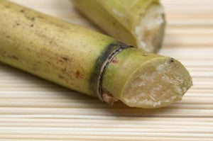 Sugar cane