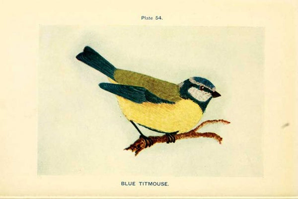 Blue Tit Illustration from 1909